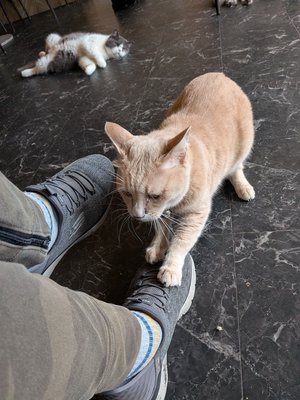 images/catcafe1.JPEG