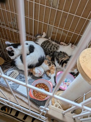 images/catcafe3.JPEG