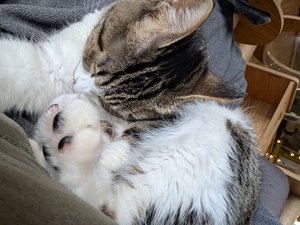images/cat1.jpg
