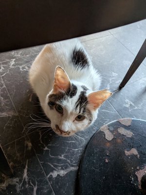 images/cat2.jpg