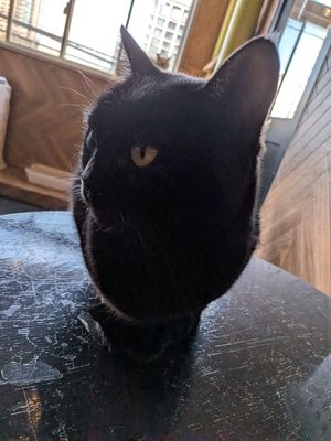 images/cat3.jpg